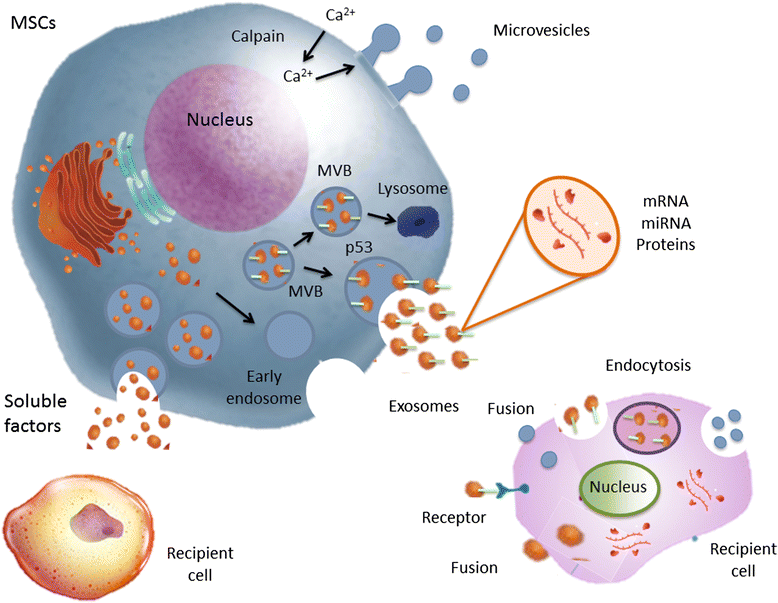 stem cell therapy, regenerative medicine, healing with stem cells, stem cell treatment, stem cell benefits, stem cell services, Stemcell Therapeutics, medical stem cell, advanced stem cell care, stem cell recovery, stem cell research, stem cell healing, stem cell clinic