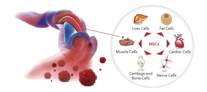 stem cell therapy, regenerative medicine, healing with stem cells, stem cell treatment, stem cell benefits, stem cell services, Stemcell Therapeutics, medical stem cell, advanced stem cell care, stem cell recovery, stem cell research, stem cell healing, stem cell clinic