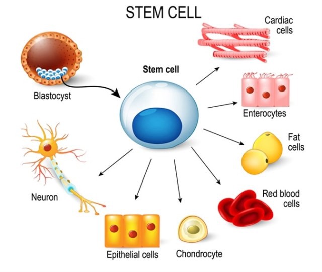 stem cell therapy, regenerative medicine, healing with stem cells, stem cell treatment, stem cell benefits, stem cell services, Stemcell Therapeutics, medical stem cell, advanced stem cell care, stem cell recovery, stem cell research, stem cell healing, stem cell clinic