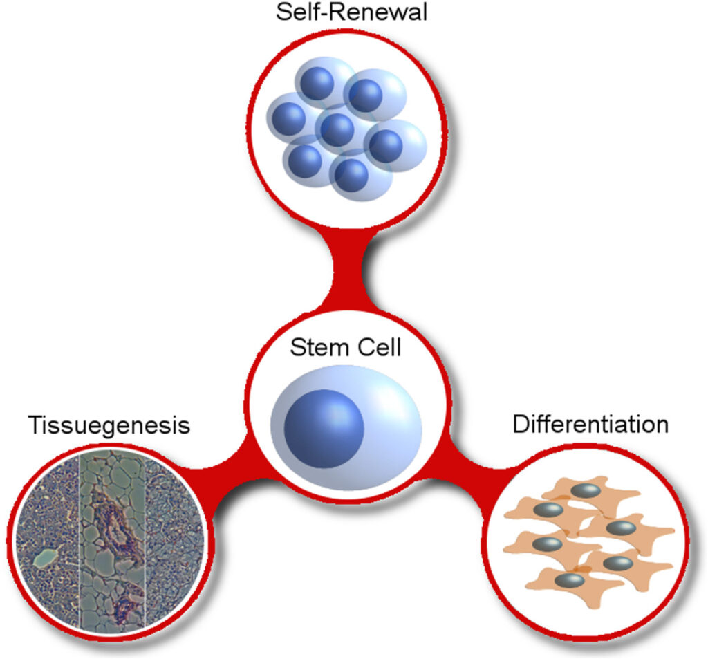 stem cell therapy, regenerative medicine, healing with stem cells, stem cell treatment, stem cell benefits, stem cell services, Stemcell Therapeutics, medical stem cell, advanced stem cell care, stem cell recovery, stem cell research, stem cell healing, stem cell clinic
